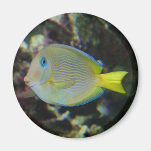 Imán amarillo y azul de los pescados