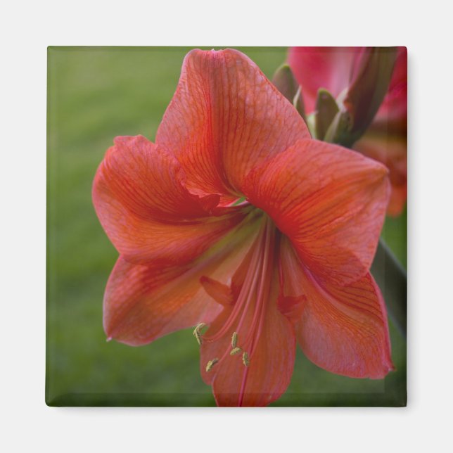 Imán Amaryllis (Frente)