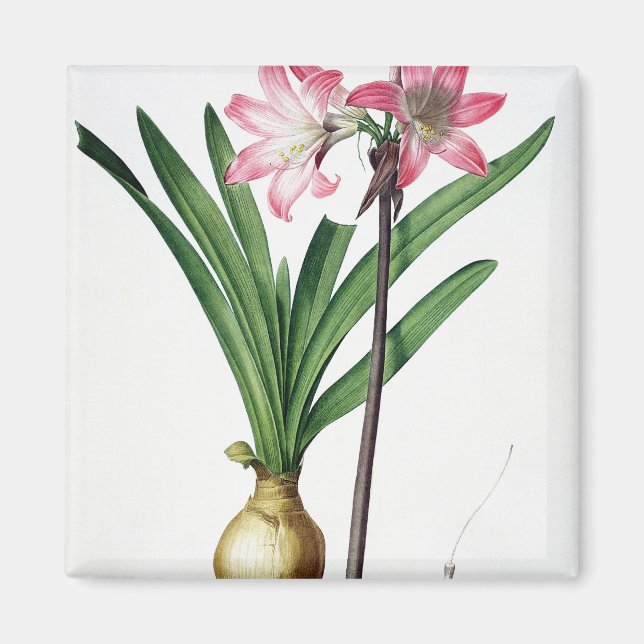 Imán Amaryllis Belladonna, de 'Les Liliacees', engrave (Frente)