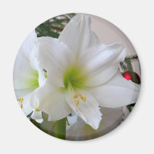 Imán Amaryllis blanco y árbol de Navidad
