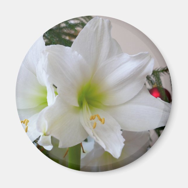 Imán Amaryllis blanco y árbol de Navidad (Frente)