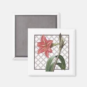 IMÁN AMARYLLIS BRASILEÑO