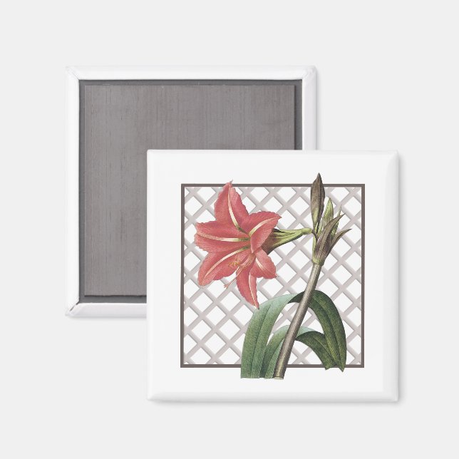 IMÁN AMARYLLIS BRASILEÑO (Anverso/Reverso)