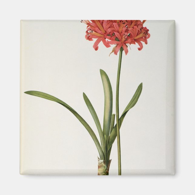 Imán Amaryllis Curvifolia, 1809, de "Les Les" (Frente)