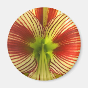 Imán Amaryllis de la mariposa