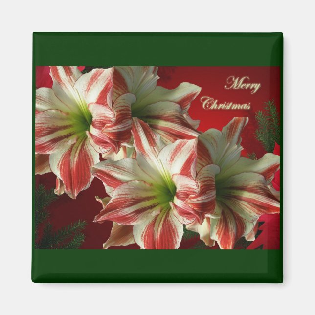 Imán Amaryllis Pair Navidades Magnet (Frente)