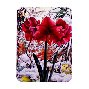 Imán Amaryllis por ventana de nieve
