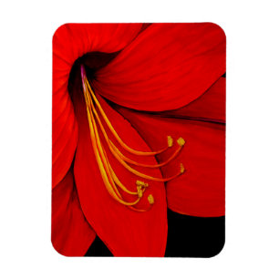 Imán Amaryllis rojo