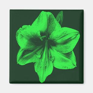 Imán Amaryllis verde