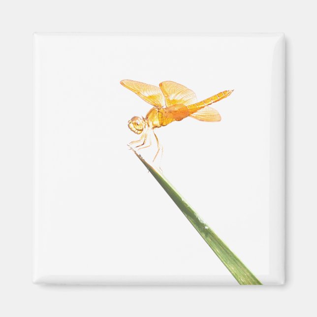 Imán Amberes de México (Frente)