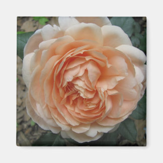Imán Ambridge Rosa en pleno florecimiento