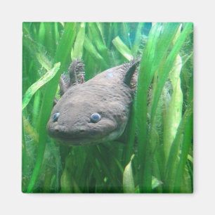 Imán Ambystoma andersoni