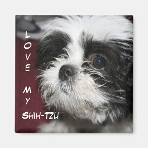 Imán Ame a mi Shih-Tzu
