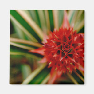 Imán América Central, Costa Rica, San Vito, Wilson