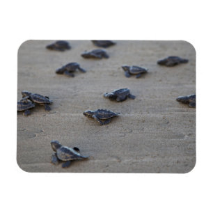 Imán América Central, El Salvador, Océano Pacífico