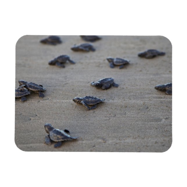 Imán América Central, El Salvador, Océano Pacífico (Horizontal)