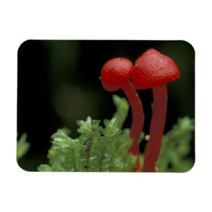 Imán América Central, Panamá, provincia de Chiriqui, 