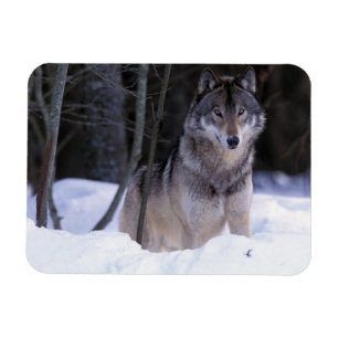 Imán América del Norte, Canadá, Canadá oriental, lobo g