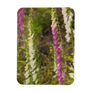 Imán América del Norte, Canadá, Islas Queen Charlotte,