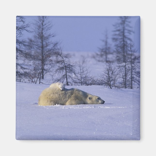 Imán América del Norte, Canadá, Manitoba, Churchill (Frente)