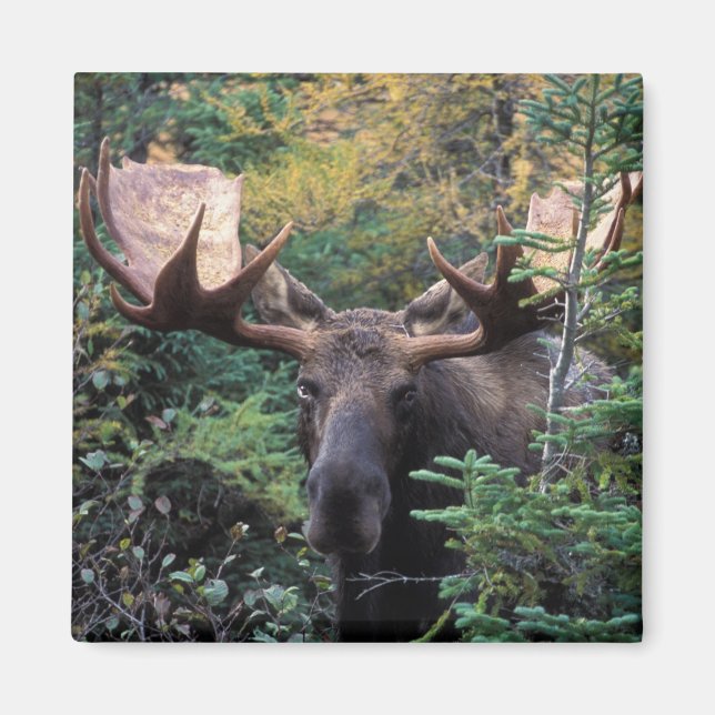 Imán América del Norte, Canadá, Nueva Escocia, Cabo Bre (Frente)