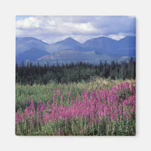 Imán América del Norte, Canadá, Yukon. Epilobio florece