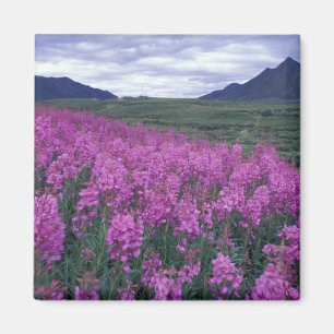 Imán América del Norte, Canadá, Yukon. Epilobio florece