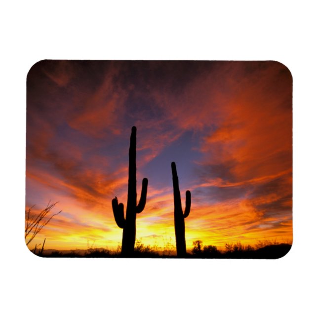 Imán América del Norte, EE.UU., Arizona, desierto de So (Horizontal)