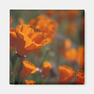 Imán América del Norte, EE.UU., California, Antelope Va