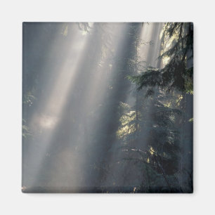 Imán América del Norte, EE.UU., Washington, NP olímpico