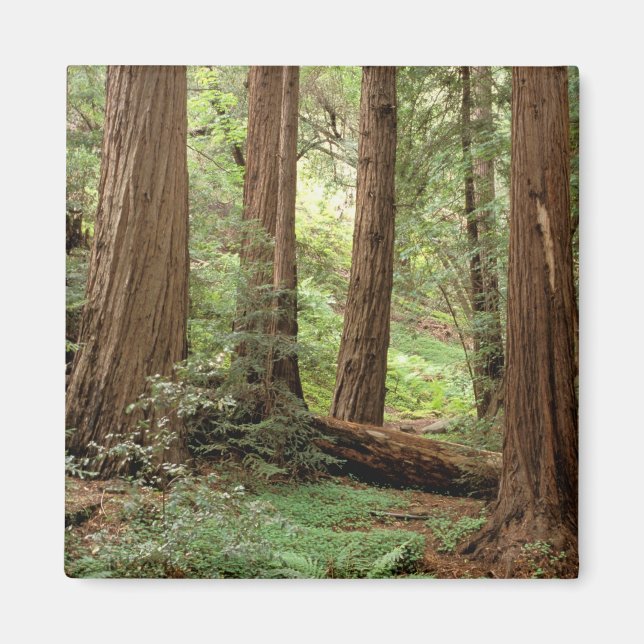 Imán América del Norte, Estados Unidos, California, Big (Frente)