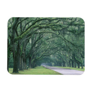 Imán América del Norte, Estados Unidos, Georgia, Savan