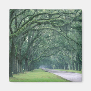 Imán América del Norte, Estados Unidos, Georgia, Savan