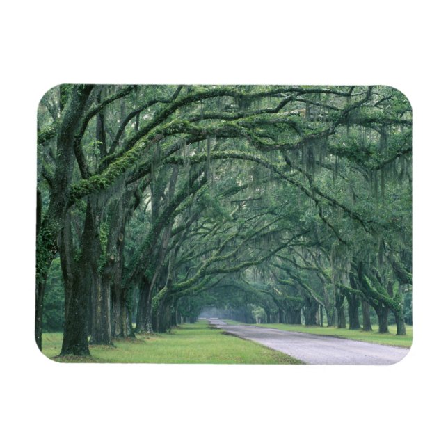 Imán América del Norte, Estados Unidos, Georgia, Savann (Horizontal)