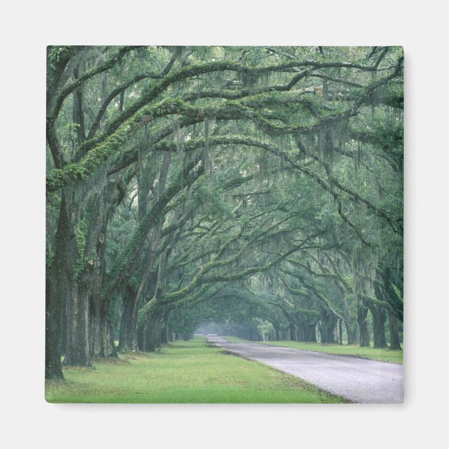 Imán América del Norte, Estados Unidos, Georgia, Savann (Frente)