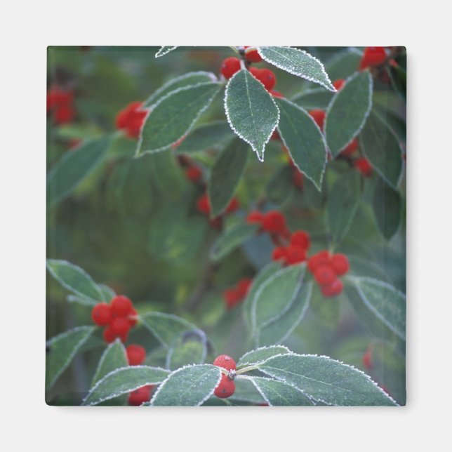 Imán América del Norte, Estados Unidos, Nueva Inglaterr (Frente)