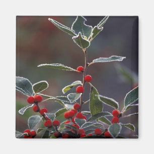 Imán América del Norte, Estados Unidos, Nueva Inglaterr