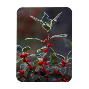 Imán América del Norte, Estados Unidos, Nueva Inglaterr