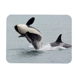 Imán América del Norte, Estados Unidos, Washington, San