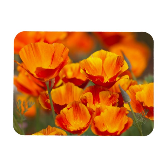 Imán América del Norte, Estados Unidos, Washington, Sea (Horizontal)