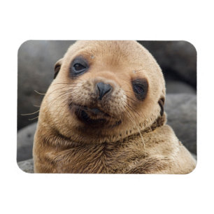 Imán América del Sur, Ecuador, Islas Galápagos