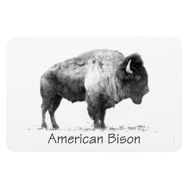 Imán American Bison (Horizontal)