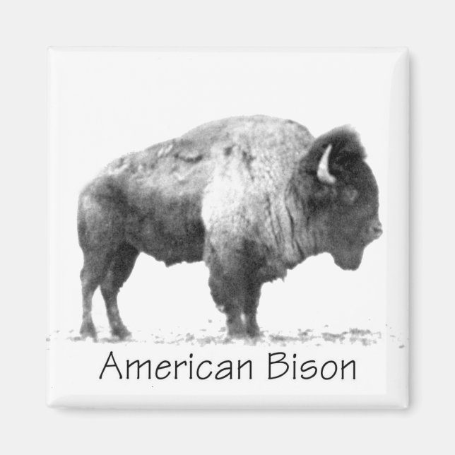 Imán American Bison (Frente)