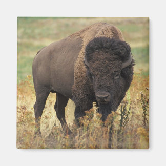 Imán American Bison Magnet