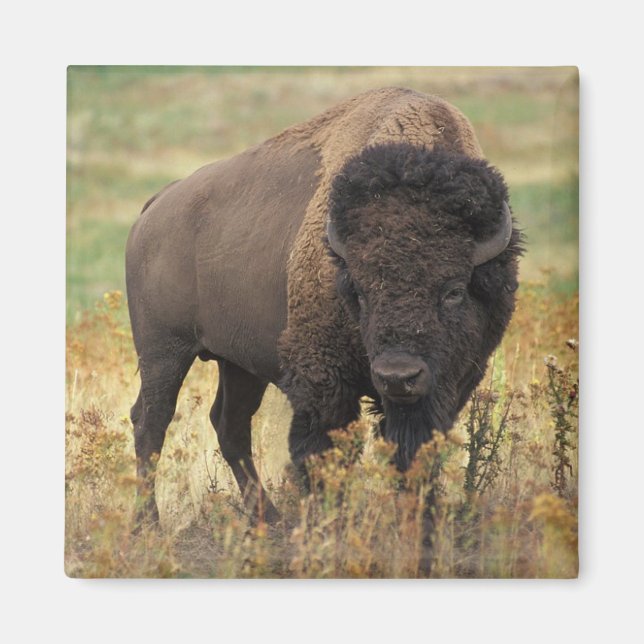 Imán American Bison Magnet (Frente)