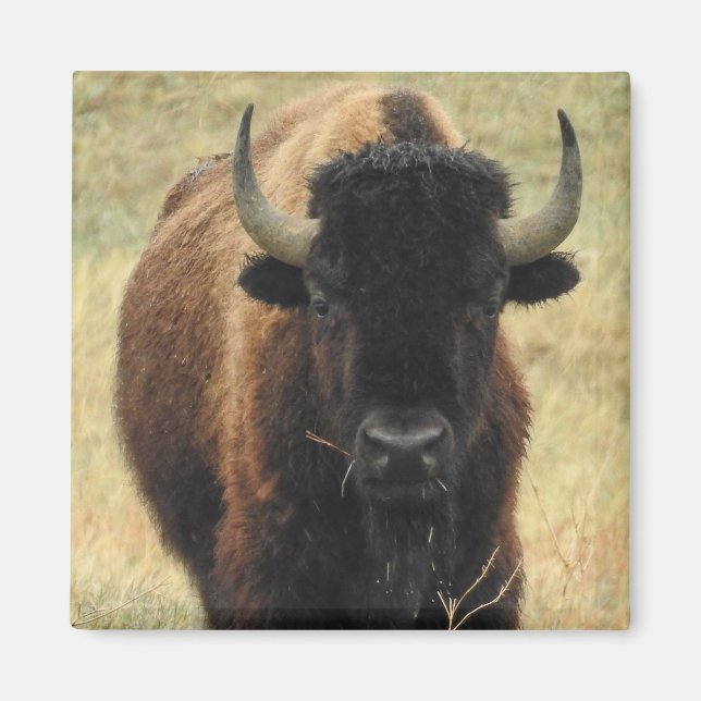 Imán American Bison Magnet (Frente)