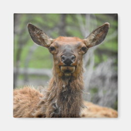 Imán American Elk Magnet