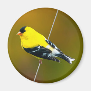 Imán American Goldfinch - Fotografía original