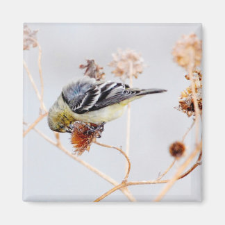 Imán American Goldfinch Magnet