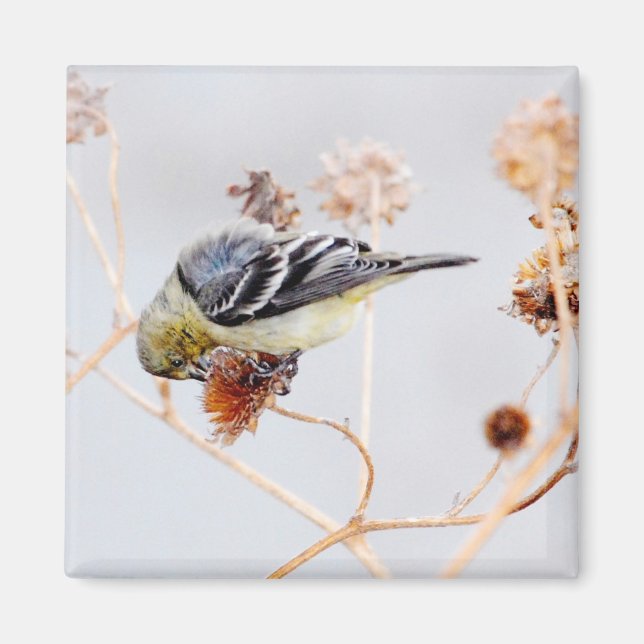 Imán American Goldfinch Magnet (Frente)